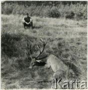 Brak daty, Polska.
Mężczyzna przy jeleniu.
Fot. Irena Jarosińska, zbiory Ośrodka KARTA