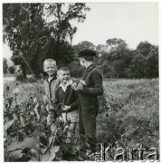 Lata 50. lub 60., Polska.
Chłopcy na łące.
Fot. Irena Jarosińska, zbiory Ośrodka KARTA