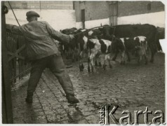 Lata 50., Polska.
Zapędzanie krów do obory.
Fot. Irena Jarosińska, zbiory Ośrodka KARTA