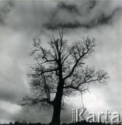 Brak daty, Polska.
Drzewo.
Fot. Irena Jarosińska, zbiory Ośrodka KARTA
