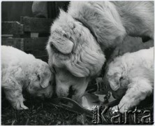 1968, Podhale, Polska.
Wystawa Owczarków Podhalańskich. Na zdjęciu zwycięzca  wystawy - pies Dunaj.
Fot. Irena Jarosińska, zbiory Ośrodka KARTA