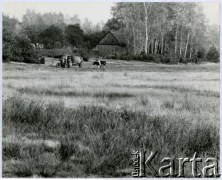 Brak, daty, prawdopodobnie Grobka, Polska.
Krajobraz wiejski.
Fot. Irena Jarosińska, zbiory Ośrodka KARTA