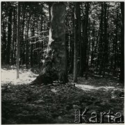 Brak daty, Grobka, Polska.
Prawdopodobnie las w okolicach domu, który wynajmowała Irena Jarosińska.
Fot. Irena Jarosińska, zbiory Ośrodka KARTA