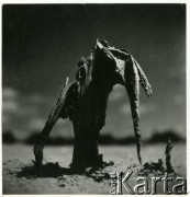 Brak daty, Polska. 
Oryginalny podpis fotografki: 