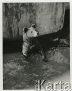 Lata 50., Warszawa, Polska.
Niedźwiedź na wybiegu warszawskiego zoo przy al. Świerczewskiego (dziś al. 