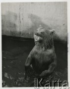 Lata 50., Warszawa, Polska.
Niedźwiedź na wybiegu warszawskiego zoo przy al. Świerczewskiego (dziś al. 