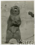 Lata 50., Warszawa, Polska.
Niedźwiedź na wybiegu warszawskiego zoo przy al. Świerczewskiego (dziś al. 