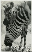 Brak daty, Polska.
Zebry w ogrodzie zoologicznym.
Fot. Irena Jarosińska, zbiory Ośrodka KARTA
