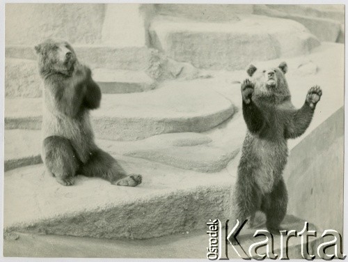Lata 50., Warszawa, Polska.
Niedźwiedzie na wybiegu warszawskiego zoo przy al. Świerczewskiego (dziś al. 