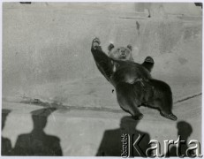 Lata 50., Warszawa, Polska.
Niedźwiedź na wybiegu warszawskiego zoo przy al. Świerczewskiego (dziś al. 
