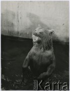 Lata 50., Warszawa, Polska.
Niedźwiedź na wybiegu warszawskiego zoo przy al. Świerczewskiego (dziś al. 