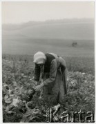 Brak daty, Polska.
Kobieta podczas pracy na polu.
Fot. Irena Jarosińska, zbiory Ośrodka KARTA