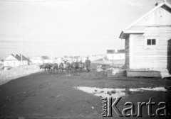 1955-1957, Workuta, Komi ASRR, ZSRR.
Zaprzęg reniferów na drodze.
Fot. Eugeniusz Cydzik, udostępnił Eugeniusz Cydzik w ramach projektu 