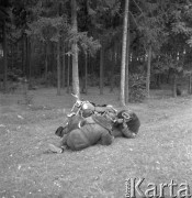 26-30.09.1956, Polska.
Uczestnicy motocyklowego rajdu TPPR Warszawa-Poronin odpoczywają w lesie.
Fot. Romuald Broniarek, zbiory Ośrodka KARTA