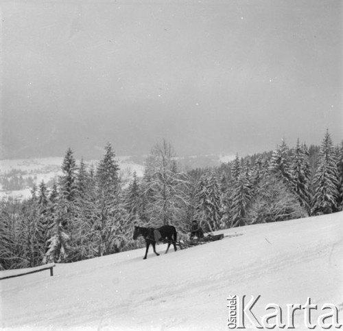 Luty 1957, Zakopane, Polska.
Góral jadący saniami, w tle ośnieżone drzewa i góry.
Fot. Romuald Broniarek, zbiory Ośrodka KARTA