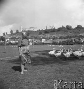 Lipiec 1957, Janowiec, Polska.
Kobieta i stadko gęsi, w tle ruiny renesansowego zamku wybudowanego w XVI w. przez Mikołaja Firleja.
Fot. Romuald Broniarek, zbiory Ośrodka KARTA