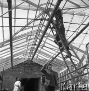 Kwiecień 1958, Jackowice, woj. Łódź, Polska.
Pracownicy szklarni Rolniczego Zespołu Spółdzielni 
