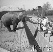 Kwiecień, Warszawa, Polska. 
Słoń na wybiegu w ZOO wyciągający trobę do dłoni mężczyzny.
Fot. Romuald Broniarek, zbiory Ośrodka KARTA