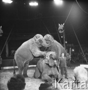 Kwiecień 1959, Warszawa, Polska. 
Występ cyrku ze Szwecji, pokaz tresury słoni.
Fot. Romuald Broniarek, zbiory Ośrodka KARTA