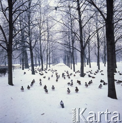 Grudzień 1975, Warszawa, Polska.
Zima w stolicy, kaczki na ośnieżonej alejce w parku.
Fot. Romuald Broniarek/KARTA