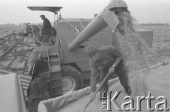 3.08.1976, Płochocin k/Warszawy, Polska.
Żniwa w Państwowym Gospodarstwie Rolnym, zboże sypiące się z kombajnu na przyczepę samochodu ciężarowego.
Fot. Romuald Broniarek/KARTA