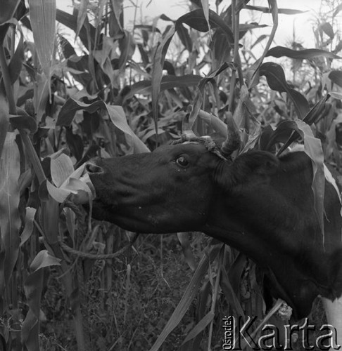 Sierpień 1959, Teresin k/ Warszawy, Polska.
Uprawy Rolniczej Spółdzielni produkcyjnej - krowa zjada liście kukurydzy.
Fot. Romuald Broniarek/KARTA