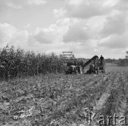 Sierpień 1959, Teresin k/ Warszawy, Polska.
Zbiory kukurydzy wyhodowanej z radzieckich nasion na polach Rolniczej Spółdzielni Produkcyjnej.
Fot. Romuald Broniarek/KARTA