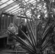 Styczeń 1960, Poznań, Polska.
VI Krajowy Zjazd TPPR, radziecka delegacja zwiedza poznańską Palmiarnię.
Fot. Romuald Broniarek/KARTA