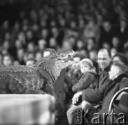 Luty 1960, Warszawa, Polska.
Występy cyrku 