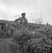 Wrzesień 1959, Polska.
Zbiory kukurydzy z pól Rolniczej Spółdzielni Produkcyjnej.
Fot. Romuald Broniarek/KARTA