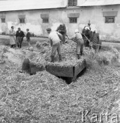 Wrzesień 1959, Polska.
Zbiory kukurydzy z pól Rolniczej Spółdzielni Produkcyjnej.
Fot. Romuald Broniarek/KARTA