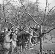 Kwiecień 1961, Skierniewice, Polska.
Uczniowie ze Szkolnego Koła Przyjaciół ZSRR podczas lekcji w sadzie.
Fot. Romuald Broniarek/KARTA