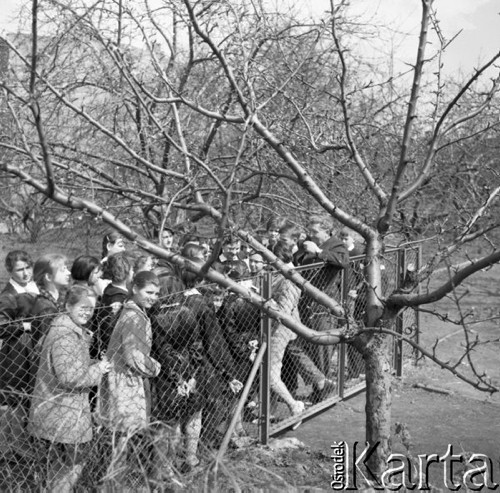 Kwiecień 1961, Skierniewice, Polska.
Uczniowie ze Szkolnego Koła Przyjaciół ZSRR podczas lekcji w sadzie.
Fot. Romuald Broniarek/KARTA