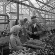 Maj 1962, Jackowice, woj. Łódź, Polska.
Rolniczy Zespół Spółdzielni 