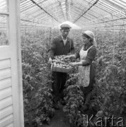 Maj 1962, Jackowice, woj. Łódź, Polska.
Rolniczy Zespół Spółdzielni 