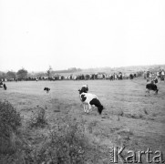 12.10.1964, Tłuszcz, Polska.
Odsłonięcie pomnika ku czci Leona Snieżkowa, żołnierza Armii Radzieckiej, który poległ podczas wyzwalania Tłuszcza, na pierwszym planie pasące się krowy.
Fot. Romuald Broniarek/KARTA