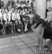 Maj 1967, Warszawa, Polska.
Dom Kultury Radzieckiej - dzieci podczas spotkania z Włodzimierzem Pressem (Grigorijem z serialu 