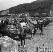 Sierpień 1967, Jugosławia
Osiodłane konie na targowisku.
Fot. Romuald Broniarek/KARTA