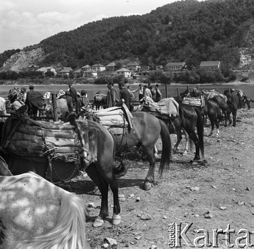 Sierpień 1967, Jugosławia
Osiodłane konie na targowisku.
Fot. Romuald Broniarek/KARTA