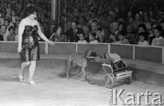 Czerwiec 1969, Warszawa, Polska.
Występy radzieckiego Cyrku Zwierzęcego Durowa, treserka z psami.
Fot. Romuald Broniarek/KARTA