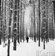 Listopad 1969, Mazury, Polska. 
Mężczyzna z siekierą wśród drzew w lesie.
Fot. Romuald Broniarek/KARTA