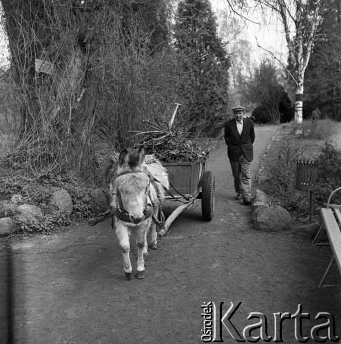 1971, Żelazowa Wola, Polska.
Park.
Fot. Romuald Broniarek, zbiory Ośrodka KARTA