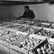 1973, Sobienie-Jeziory, Polska.
Jabłka.
Fot. Romuald Broniarek, zbiory Ośrodka KARTA