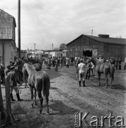 1973, Łąck, Polska.
Aukcja koni.
Fot. Romuald Broniarek, zbiory Ośrodka KARTA