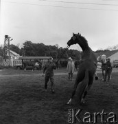 1973, Łąck, Polska.
Aukcja koni.
Fot. Romuald Broniarek, zbiory Ośrodka KARTA