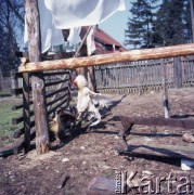 1973, Mazury, Polska.
Walka kogutów.
Fot. Romuald Broniarek, zbiory Ośrodka KARTA