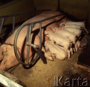 1973, Polska.
Trzoda chlewna.
Fot. Romuald Broniarek, zbiory Ośrodka KARTA