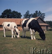 1973, Polska.
Krowy.
Fot. Romuald Broniarek, zbiory Ośrodka KARTA