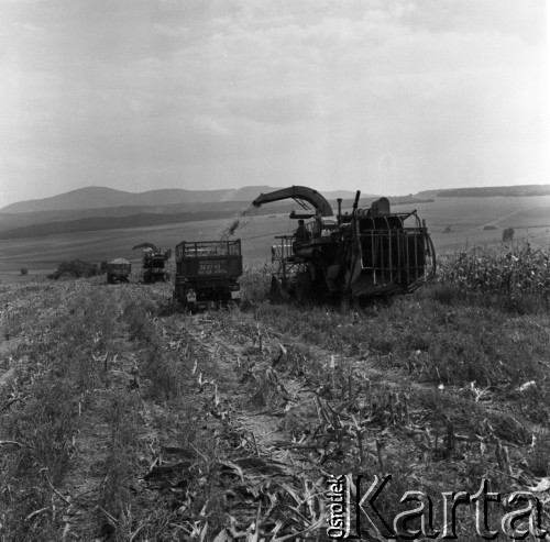 1973, Węgry.
Pole kukurydzy.
Fot. Romuald Broniarek, zbiory Ośrodka KARTA