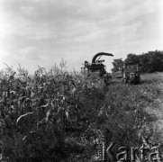 1973, Węgry.
Pole kukurydzy.
Fot. Romuald Broniarek, zbiory Ośrodka KARTA